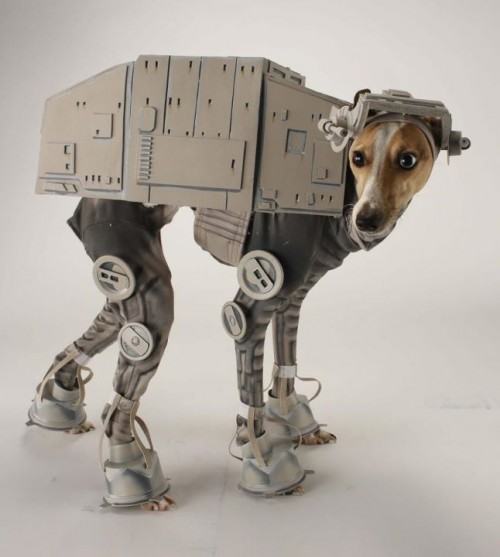 a dog wearing a Star Wars costume